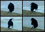 (19) crow montage.jpg    (1000x720)    267 KB                              click to see enlarged picture